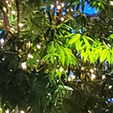 ライトアップされた木の写真